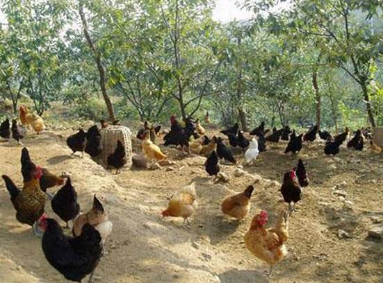 养鸡最好是又有钱又会养，秋季要注意的几种鸡病