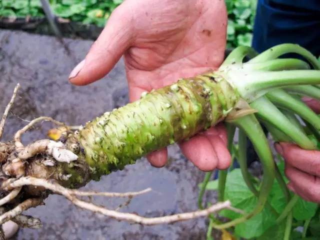 东京筑地市场吃货攻略,筑地日本料理马尼拉