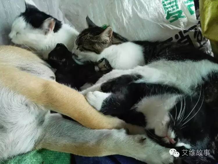 艾维wwoofer之：希望的曙光，为你为我