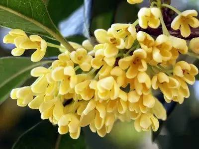 最佳赏桂花地点手绘地图,桂花赏花地图