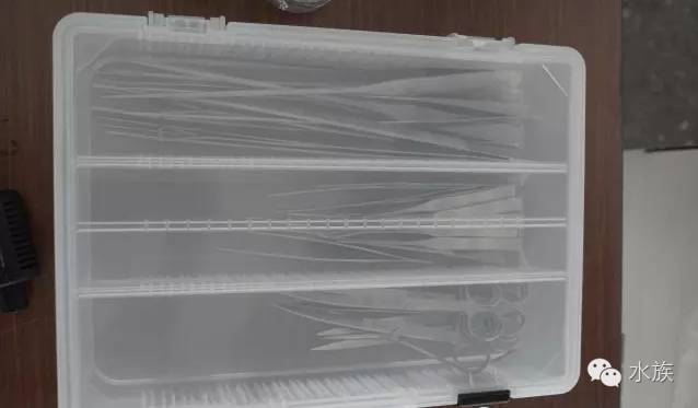 ada开缸第二天,ada开缸