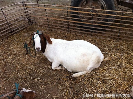 到了羊配种的时间，哪些方面要注意