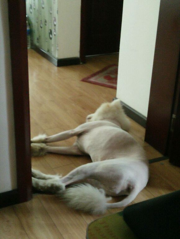 在诸暨市捡到一只萨摩耶,捡了一只萨摩耶怎么看有没有病