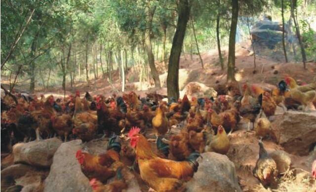 土鸡散养赚不赚钱,土鸡怎么养殖最赚钱