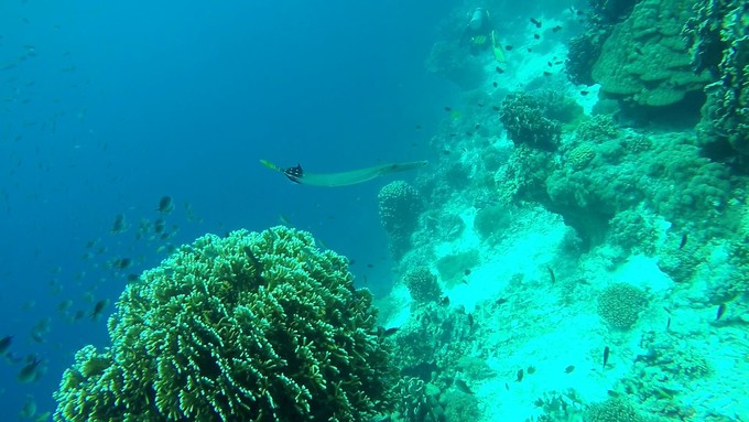 菲律宾潜水游记 (回忆菲律宾潜水的时光)