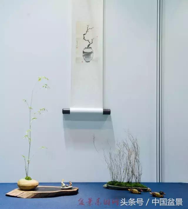 哪些野草适合微型盆景,小品盆景和微型盆景有区别吗