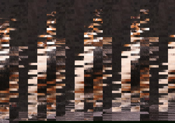 常见宠物狗体型大小排行榜最全,宠物狗智商排名和价格表