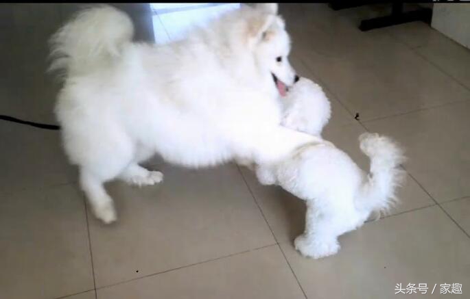 萨摩耶对战哈士奇,萨摩耶大战阿拉斯加犬