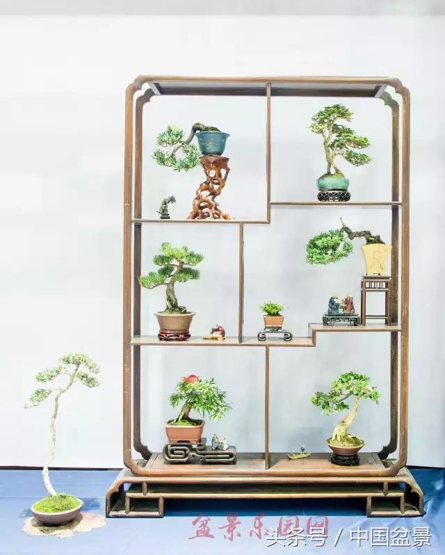 哪些野草适合微型盆景,小品盆景和微型盆景有区别吗