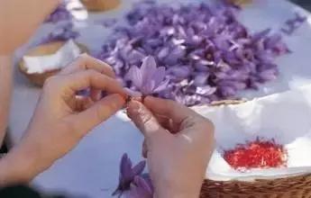 花草之精灵——此西红花，非彼红花