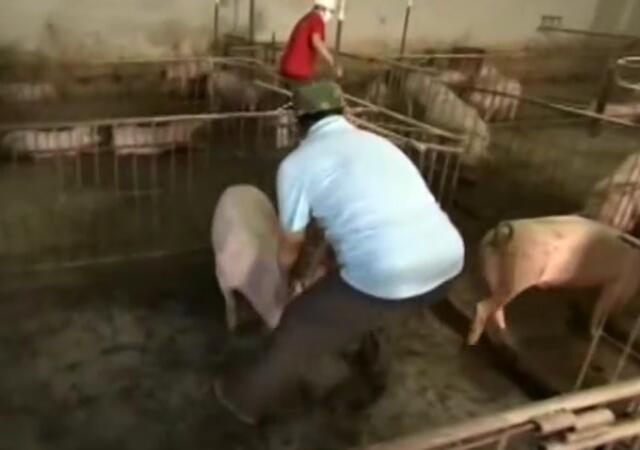 抓猪神器，一抓一个准，一个人能让两头二百斤的肥猪服服帖帖