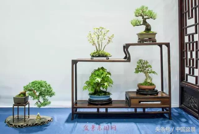 哪些野草适合微型盆景,小品盆景和微型盆景有区别吗