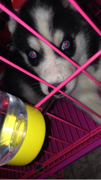 男子第一次买哈士奇晒图问纯不纯，没想到笑喷一群网友：纯炸了！