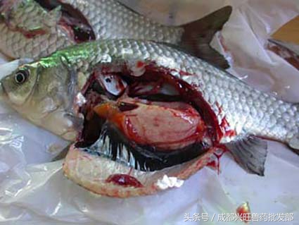 养鱼常见病常用药,养鱼出血病的防治