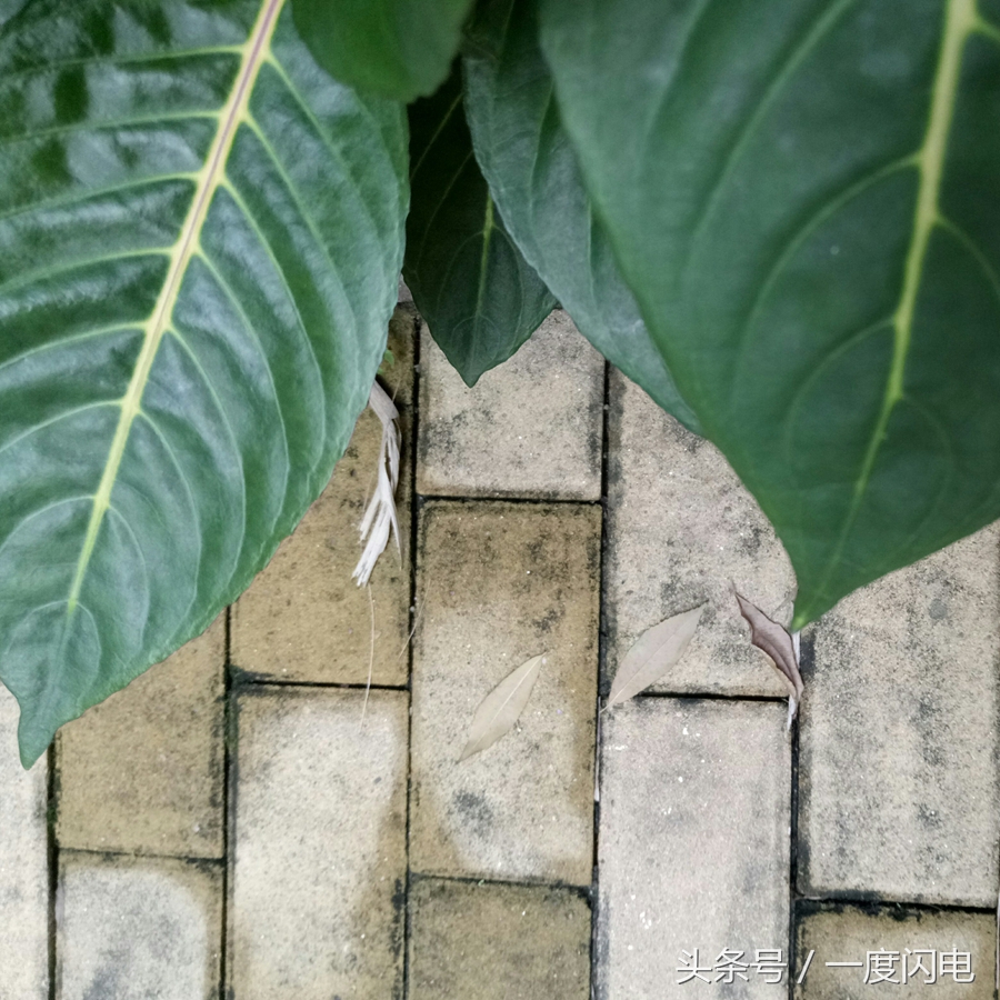 魅蓝手机u10,魅蓝u10白色