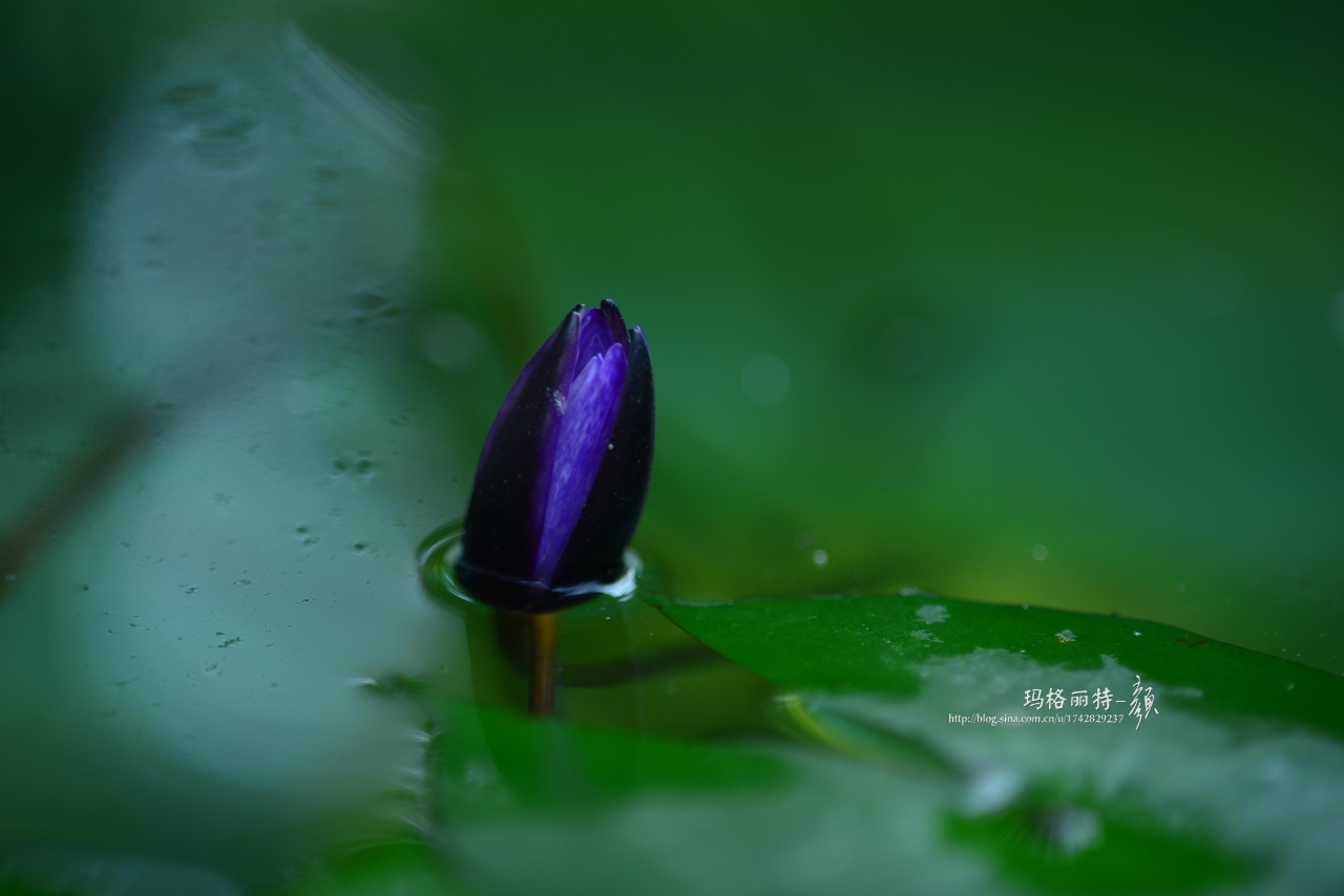 辰山植物园睡莲拍照,行摄洪湖荷花展