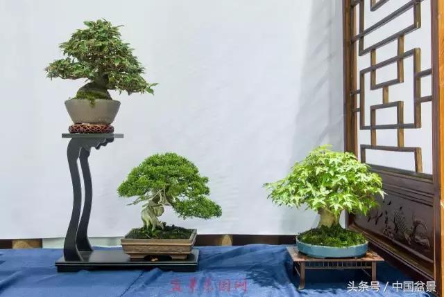 哪些野草适合微型盆景,小品盆景和微型盆景有区别吗