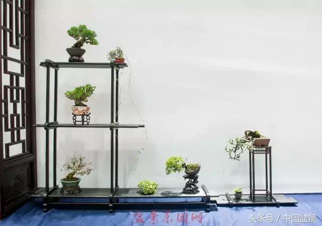 哪些野草适合微型盆景,小品盆景和微型盆景有区别吗