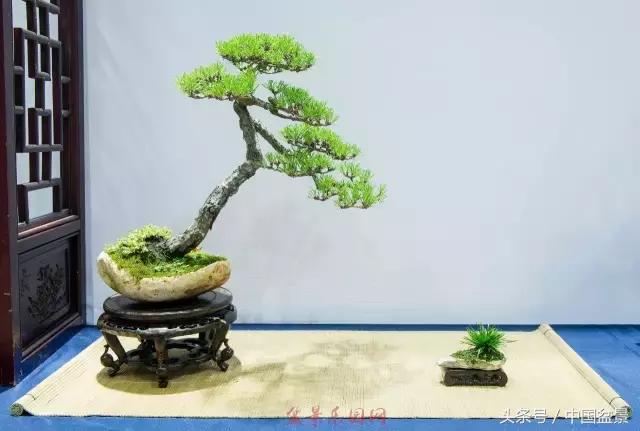 哪些野草适合微型盆景,小品盆景和微型盆景有区别吗