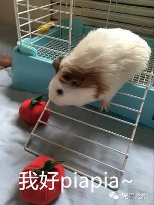 豚鼠各类饲养装备优缺点汇总之上篇