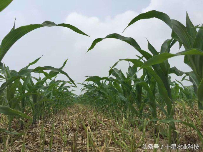 韩俊强吉林,韩俊强讲玉米种子