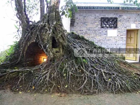 广西最有影响力的7个县,广西优秀的学习榜样