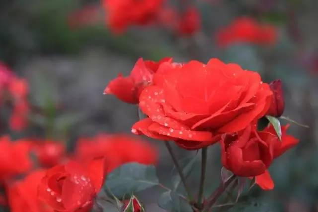 成都主题乐园推荐,成都新增的主题乐园