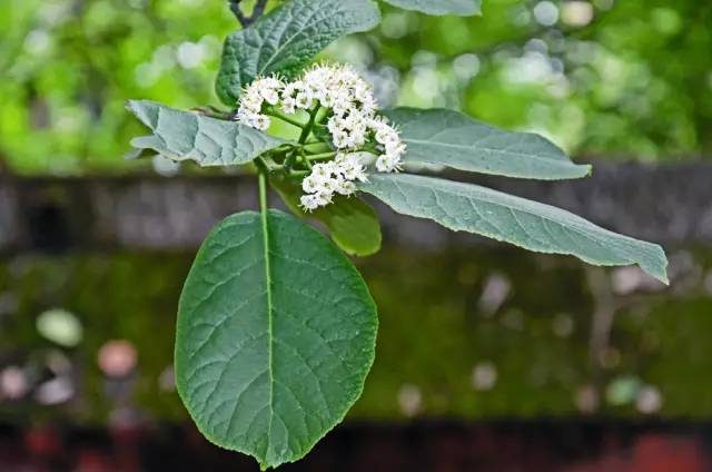 120年，你绝不可能错过的一种“川大之美”