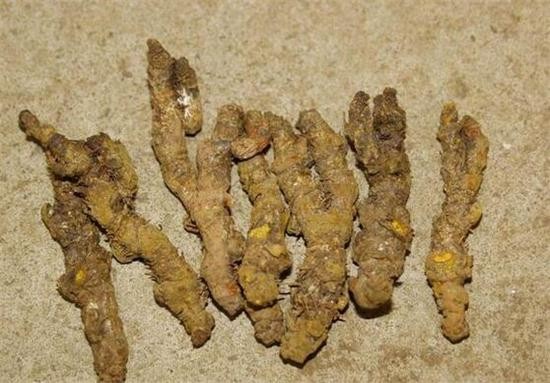 黄连今日行情分析,黄连会跌价吗