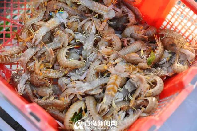 青岛海鲜一锅蒸,青岛必吃的海鲜做法