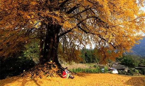 中国秋色最美的五个地方,邂逅国内各地绝美秋色