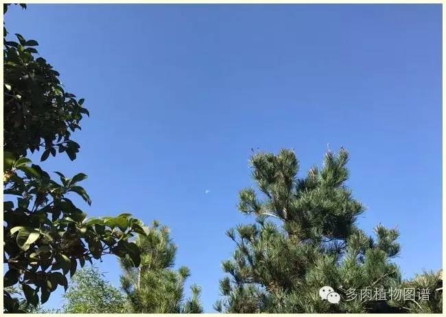 才离家半个月，回来后看到家里的多肉一阵狂喜~