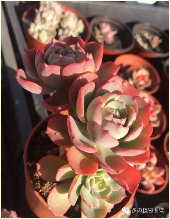 才离家半个月，回来后看到家里的多肉一阵狂喜~
