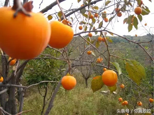 山东临沂平邑县的柿子怎么样,临沂哪里可以采摘新鲜铁皮柿子