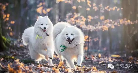 此生一定要养一只萨摩耶,相爱相杀的萨摩耶