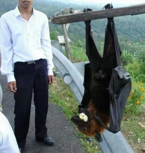 世界之最盘点：最黑的萌娃，最大的美女！