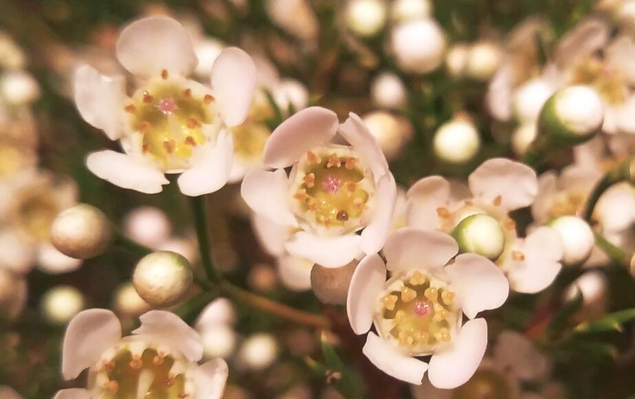 oppor9s评测吃鸡,oppor9s测评什么处理器