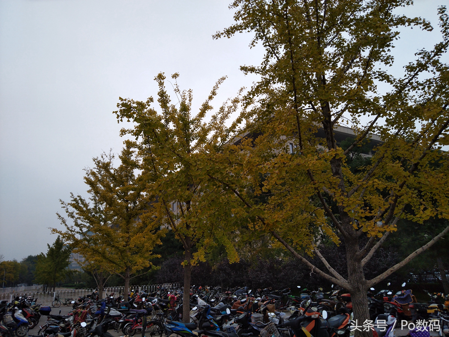 拍照媲美14ultra的千元机,拍照技术照片测评