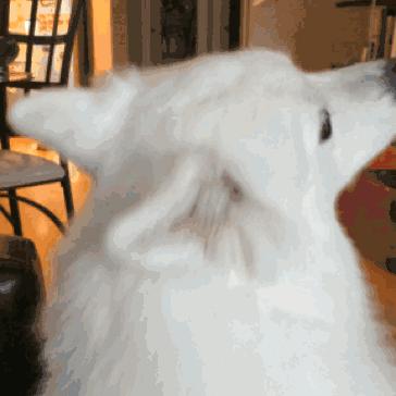 此生一定要养一只萨摩耶,相爱相杀的萨摩耶