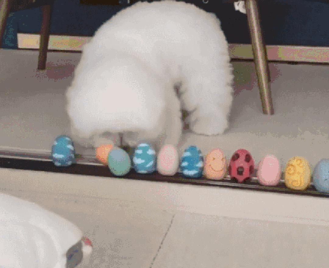 狗狗叼着玩具娃娃,狗狗玩玩具娃娃