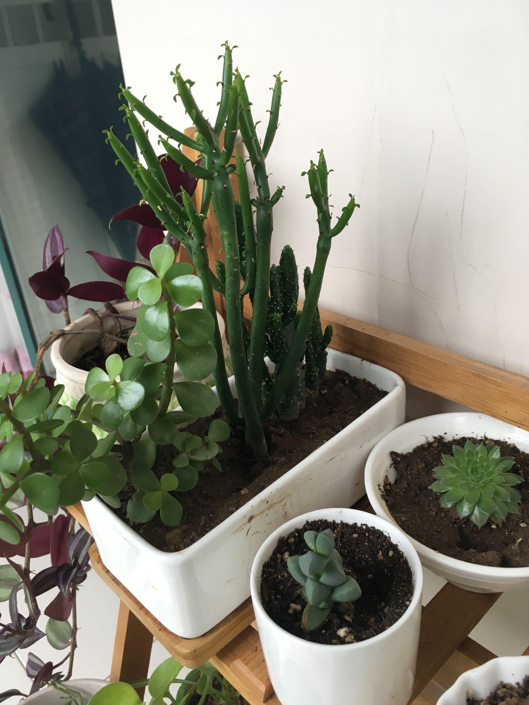 90后在阳台种菜,南京阳台种菜的真实感受