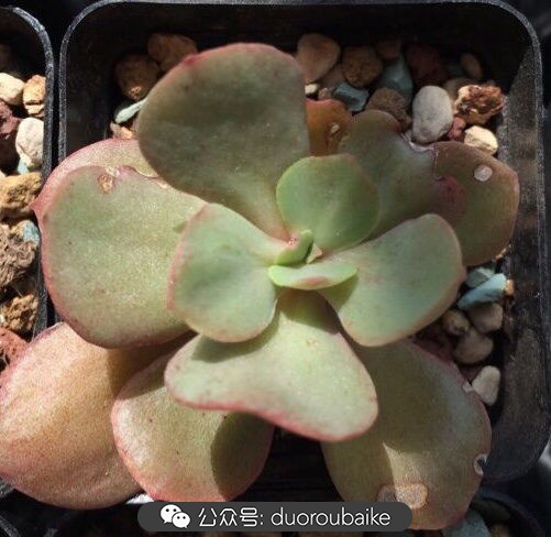 小盆多肉浸盆,小盆养多肉还用陶粒吗