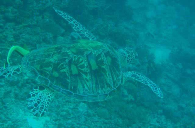 帅哥带你去日本旅游,仙本那个性旅拍婚纱照推荐