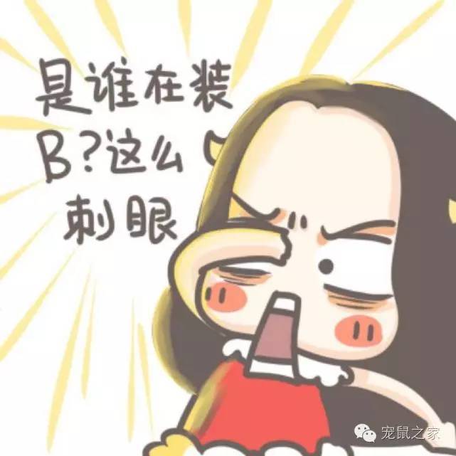 豚鼠各类饲养装备优缺点汇总之上篇