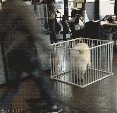 此生一定要养一只萨摩耶,相爱相杀的萨摩耶