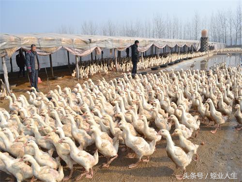 种养殖业发展前景,当下在农村有哪些挣钱的种养业