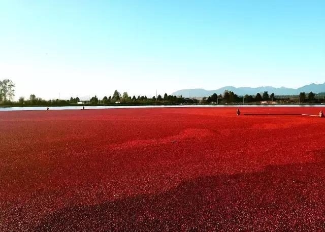 你们都错了，其实加拿大的秋季才是最厉害的时装大师