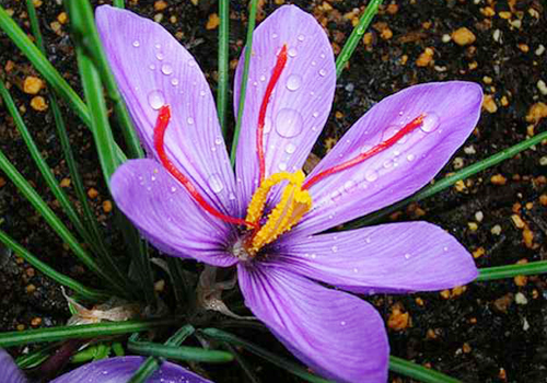 假藏红花是用什么代替的,藏红花的正确使用方法