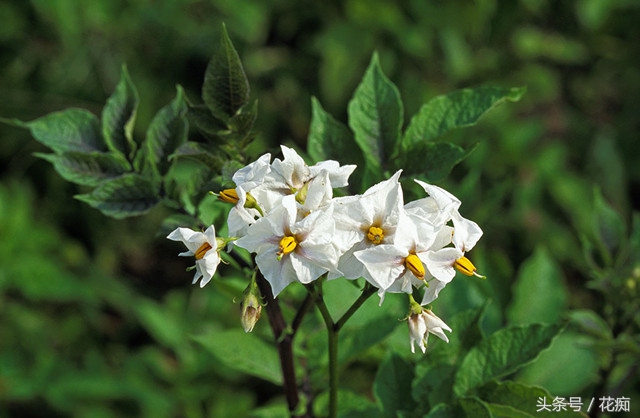 土豆出芽种植盆景,长芽的土豆怎么沤肥