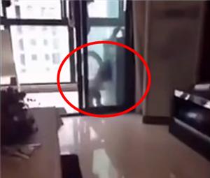 主人嫌弃泰迪狗全身跳蚤,主人嫌弃狗狗脏